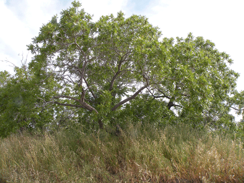 Juglans californica var. californica